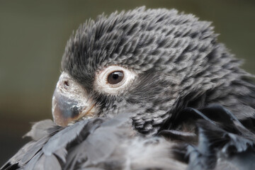 portrait vom Vasapapagei, Coracopsis vasa
