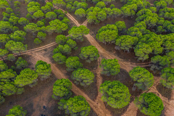 Aerial Zenith views of forest, fields and old wooden bridge