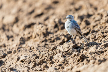 White Wagtail or Motacilla alba. Wagtails is a genus of songbirds. Wagtail is one of the most useful birds