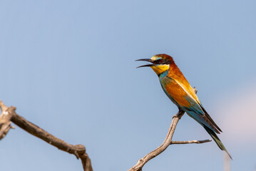 European bee eater, Merops apiaster. Common bee-eater