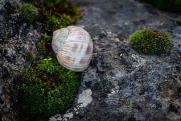 Snail shell in natural environment