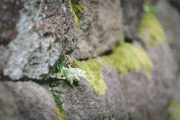 Plant grow from stone, nature background