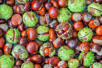 A selection of freshly harvested conkers (from a horse chestnut tree) in green spiky capsule or without husks