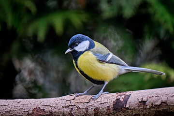 Kohlmeise ( Parus major ).