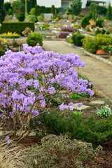 lila farbige Azalee auf einem Grab