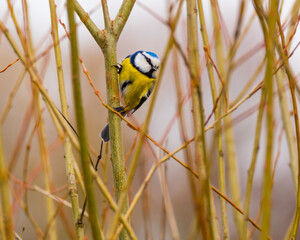 Small cute titmouse perching on the branches in the thicket, blurred background