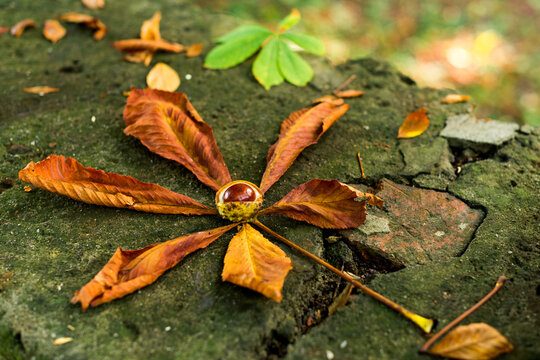 Autumn concept in the park with fallen horse chestnut leaves and conker lying on cement wall - Powered by Adobe
