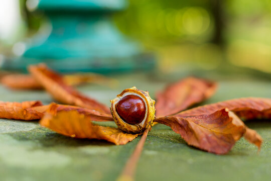 A selective focus of a lonely conker with dried horse chestnut tree leaf in a park during autumn time - Powered by Adobe