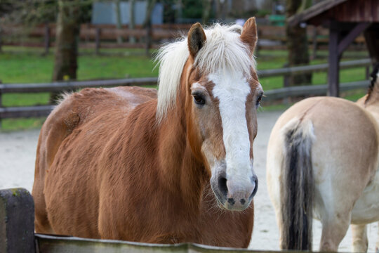 Haflinger (close-up) with Fjord horse in the background