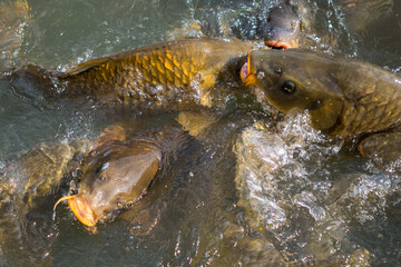 Turbulent fishes gimmick on the lake surface