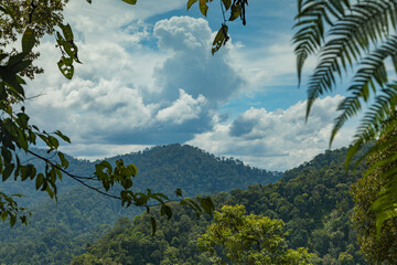 Jungle and trees of North Sumatra, in Gunung Leuser National Park, in a hot, wet and windy day,...