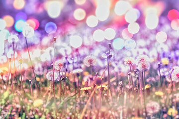 Fototapeta premium Dendelion blow ball, dandelion seeds and dandelion flower in meadow