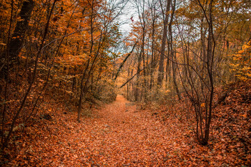 Obraz premium autumn