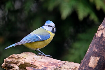 Blaumeise ( Cyanistes caeruleus ).