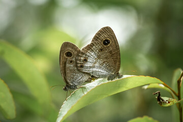 Butterfly in nature