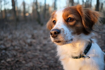 Adorable Kooikerhondje looking straight at kamera