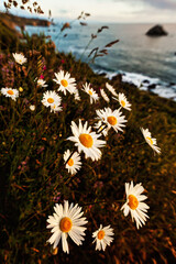 Wildflowers and Daisies on the Cliff Above the Ocean