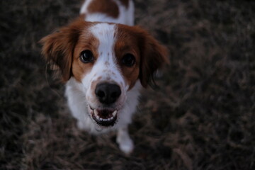 Adorable Kooikerhondje looking straight at kamera