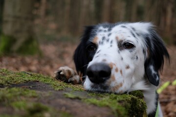 Beautiful tricolor dog looking very seriously with head on log