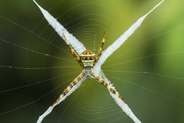 Spider on Web