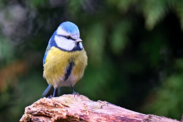 Blaumeise ( Cyanistes caeruleus ).