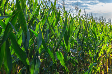 Obraz premium Green corn growing on the field at sunrise. Corn Plants. Cornfield in farmland