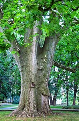 Przeworsk , Zarzecze, Krzyże, Park