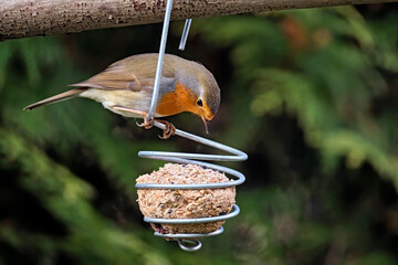 Naklejka premium Rotkehlchen ( Erithacus rubecula ).