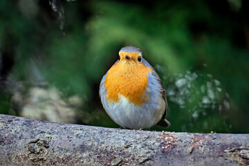 Rotkehlchen ( Erithacus rubecula ).
