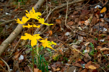 
autumn, tree, nature, branch, leaf, leaves, sky, red, foliage, orange, season, color, plant, green, bright, sun, flower, beauty, spring, summer, water, lake, stone, pond, river , reflection, clouds, 