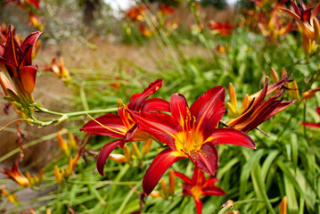 Fototapeta premium Vibrant red exotic flower close up