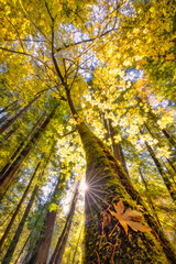 Maple Tree in a Redwood Forest - 402435302