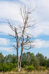 Fototapeta na wymiar Vertical shot of single dry dead tree covered with lichen standing alone in a countryside field