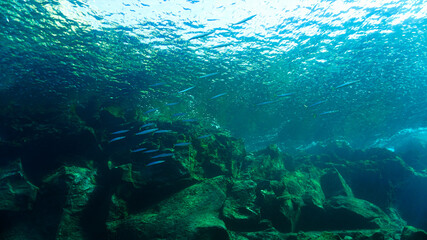 School of Barracudas in beautiful underwater landscape