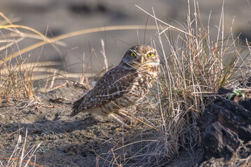 A Burrowing Owl Portrait, Northern California, USA - 402435765