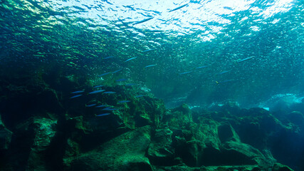 School of Barracudas in beautiful underwater landscape