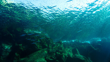 School of Barracudas in beautiful underwater landscape