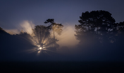 Sunrise on a foggy and misty autumn morning,with light shining through the forest. Phoenix Park Ireland, Europe.