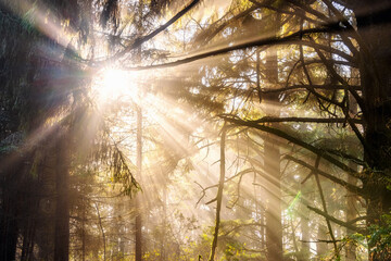 Sunrays Beam Through Trees in the Forest - 402435947