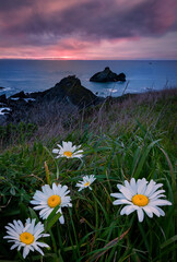 Wildflowers and Daisies on the Cliff Above the Ocean - 402435990