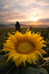 Sunflowers in a Field in Golden Sunlight - 402436158