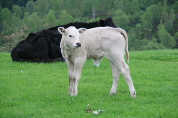 Obraz premium Cute little newborn calf on green pasture in Scotland