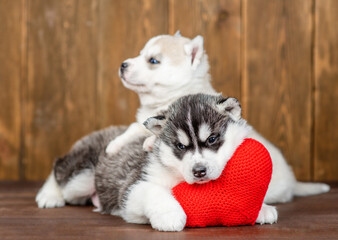 Fototapeta premium Two siberian husky puppies hugging and lying with red heart on wooden background