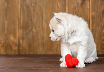 Fototapeta premium Cute siberian husky puppy sits with red heart. Empty space for text