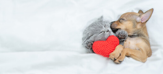 Cute Kitten and Toy terrier puppy sleep together under a white blanket on a bed at home. Top down...