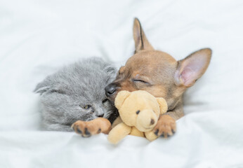 Cute kitten and tiny Toy terrier puppy sleep together with favorite toy bear under a white blanket...
