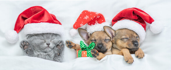 Toy terrier puppies and kitten wearing red santa's hat sleep together together under a white blanket on a bed at home