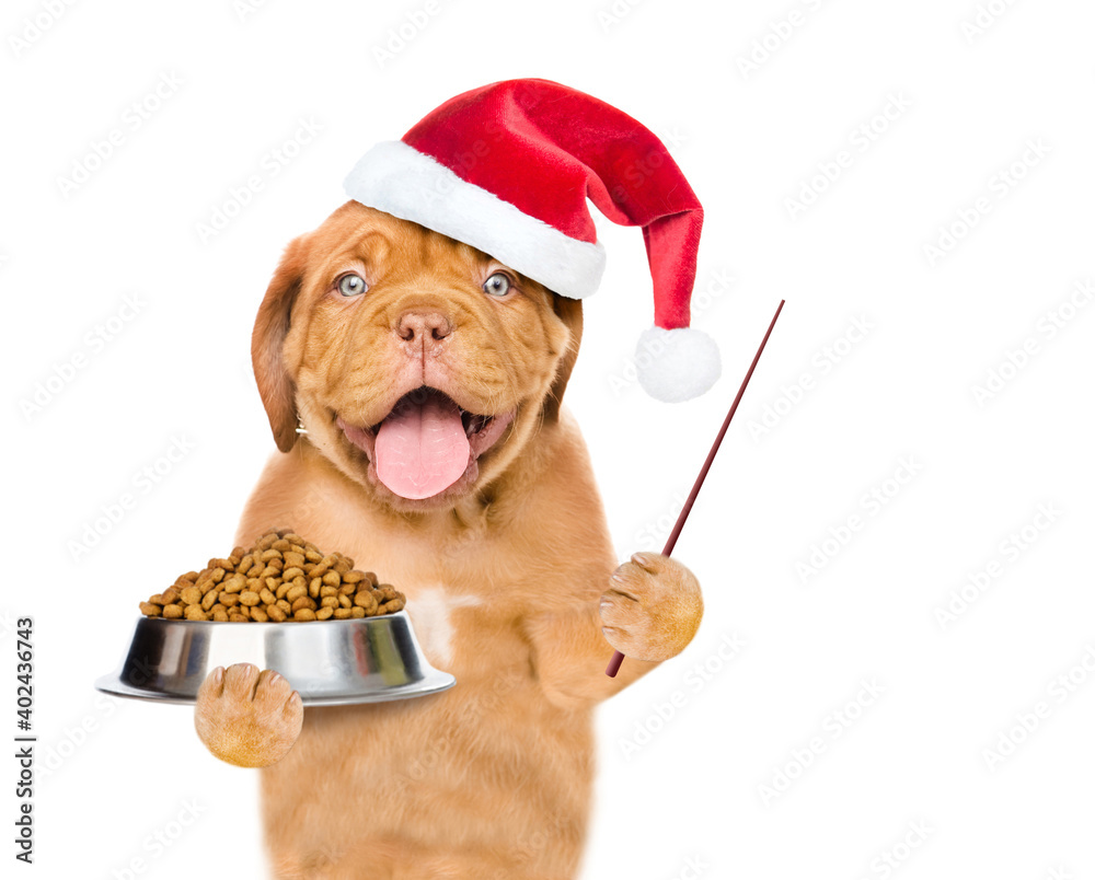 Poster smiling puppy wearing red santa hat holds bowl of dry dog food and points away on empty space. isola
