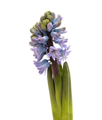blue hyacinth flowering spike isolated on white, forced winter bulb