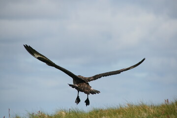 Bird of prey taking off from a cliff